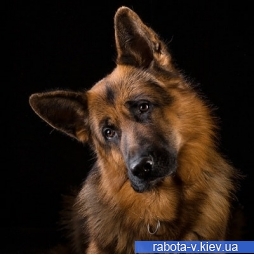 �������, ����